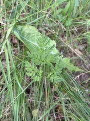 Anthriscus sylvestris