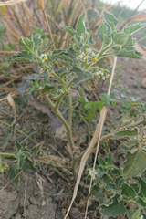 Solanum physalifolium nitidibaccatum
