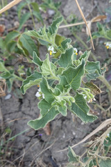 Solanum physalifolium nitidibaccatum