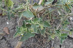 Solanum physalifolium nitidibaccatum
