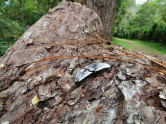 Chalcolepidius rugatus