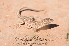 Acanthodactylus bedriagai