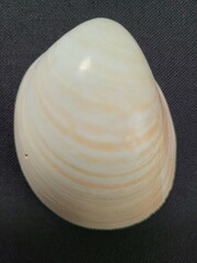 Laevicardium serratum