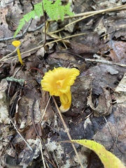 Gloioxanthomyces