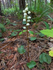 Pyrola media