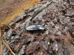 Chalcolepidius rugatus