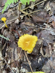 Gloioxanthomyces