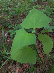 Parasenecio hastatus