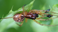 Pachygnatha listeri