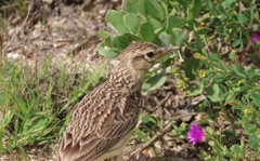 Galerida magnirostris
