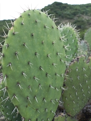 Opuntia hyptiacantha