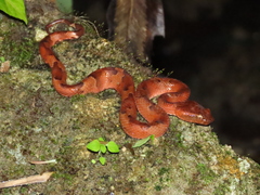 Craspedocephalus puniceus