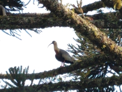 Theristicus caudatus