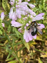 Xylocopa virginica virginica