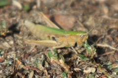 Chorthippus dorsatus