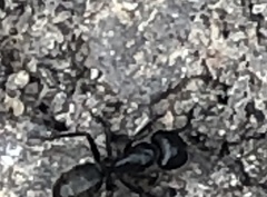 Camponotus