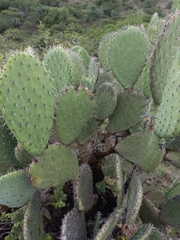 Opuntia hyptiacantha