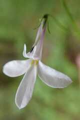 Lobelia pteropoda