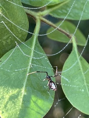 Argyrodes