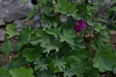 Alcea
