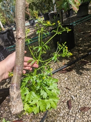 Ranunculus sceleratus