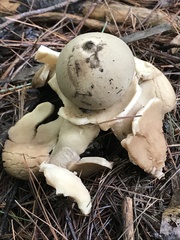 Geastrum triplex