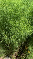 Euthamia caroliniana