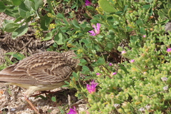 Galerida magnirostris