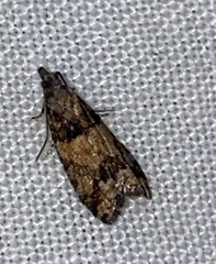 Epinotia