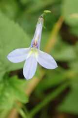 Lobelia pteropoda