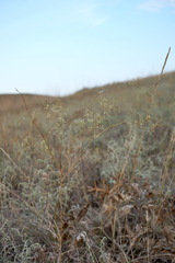 Palimbia rediviva