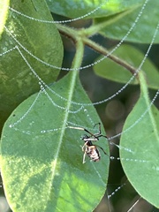 Argyrodes