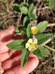 Sida abutifolia