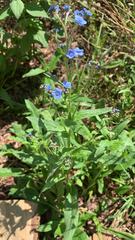 Cynoglossum amabile