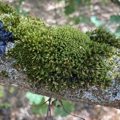 Ptychostomum capillare