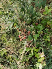 Rubus fruticosus