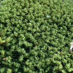 Ptychostomum capillare