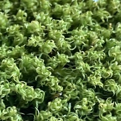 Ptychostomum capillare