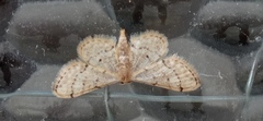Idaea laevigata