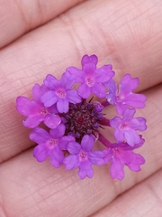 Verbenaceae