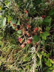 Rubus fruticosus