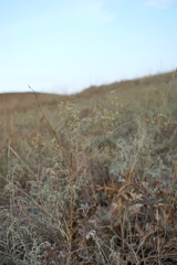 Palimbia rediviva