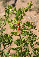 Rhamnus ilicifolia
