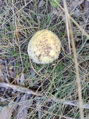 Amanita