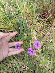 Verbenaceae