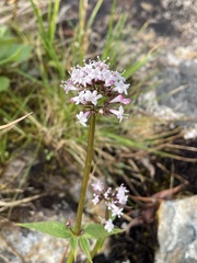 Valeriana capitata