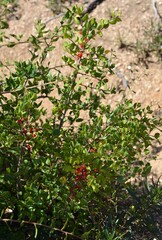Rhamnus ilicifolia