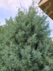 Cupressus arizonica