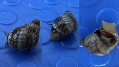 Echinolittorina punctata