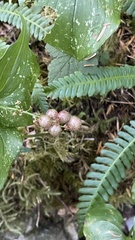 Maianthemum dilatatum